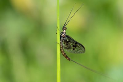 Close-up of butterfly