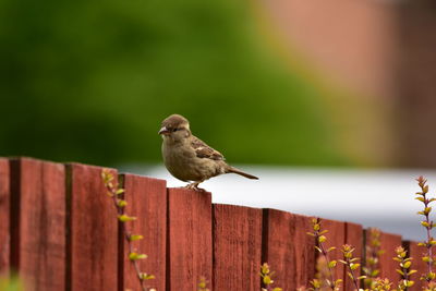 Bird perching on a railing