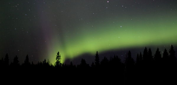 Low angle view of silhouette trees against sky at night