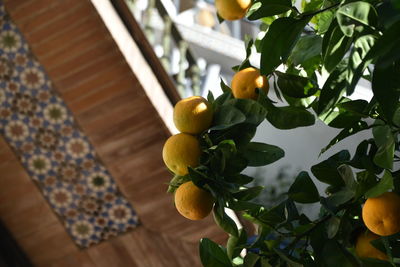 Low angle view of fruits on tree