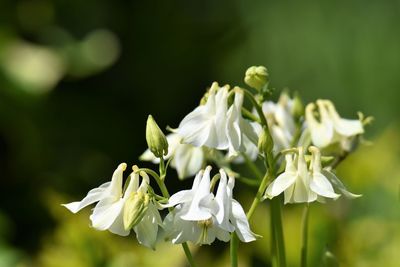 Close-up of white flowering plant