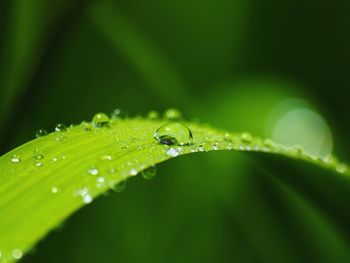 Close-up of water drops on plant leaves