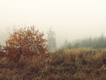 Trees on field against sky