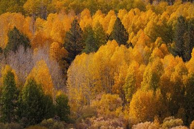 Pine tree in forest during autumn