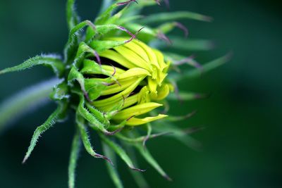 Close-up of green plant