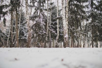 Trees in forest