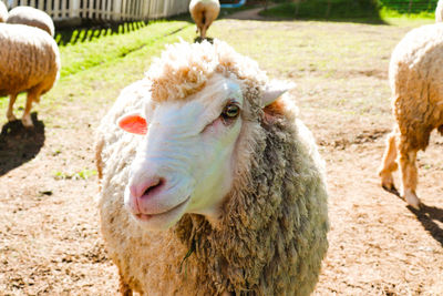 Sheep in a field