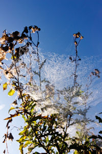 Low angle view of flower tree against clear sky