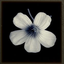 Close-up of flower blooming