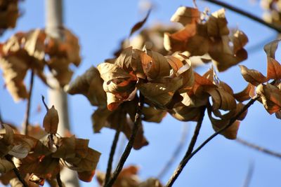 Low angle view of dried leaves on plant against sky