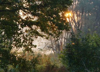 Trees in forest