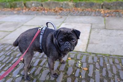 Portrait of black dog on footpath