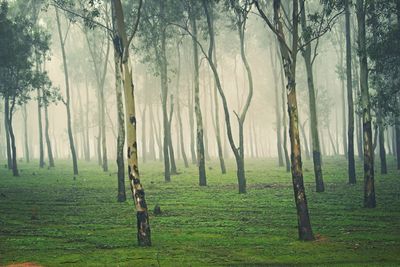 View of trees in forest