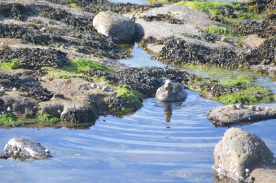 Rocks in sea