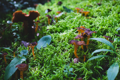 Close-up of fly on plants