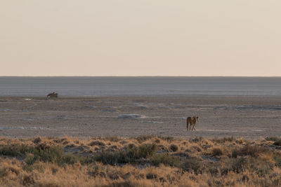 Scenic view of landscape against clear sky