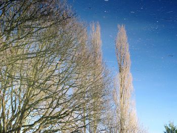 Low angle view of trees against blue sky