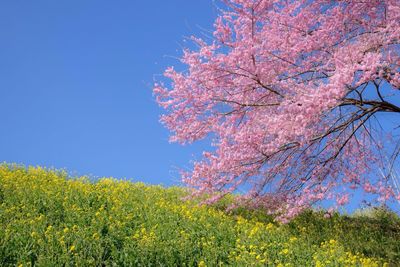 Low angle view of flowers blooming on tree