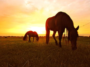 Horses grazing in a field