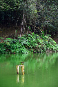 Scenic view of lake in forest