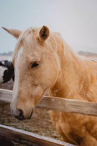 Close-up of a horse