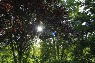 Low angle view of trees in forest