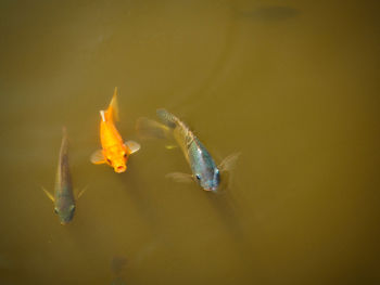 Fish swimming in sea