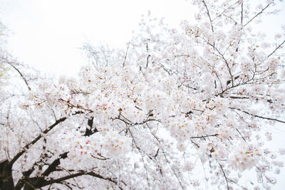Low angle view of bare tree