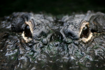 Close-up of crocodile 