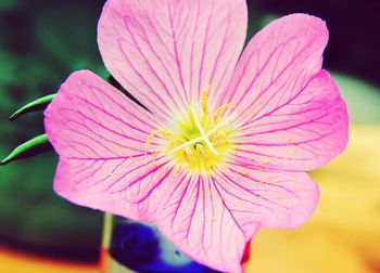 Close-up of pink flower blooming outdoors