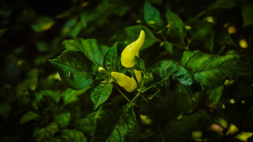 Close-up of chili pepper growing on plant