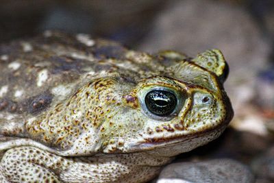 Close-up of frog