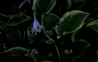 High angle view of purple flowering plant