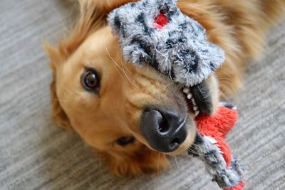 Close-up portrait of dog
