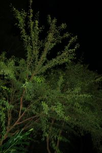 Low angle view of trees in forest at night