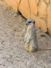 Meerkat relaxing on field