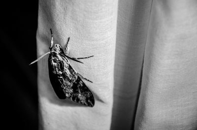 Close-up of insect on white curtain