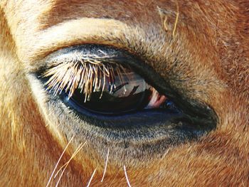 Extreme close up of animal eye