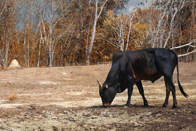 Horse standing in a field