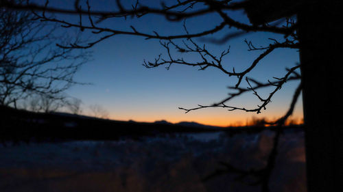 Silhouette bare tree against sky at sunset