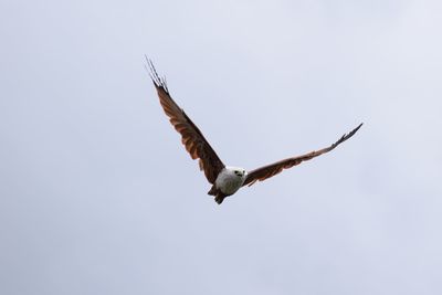 Brahminy kite flying in sky