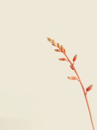 Close-up of plant against white background