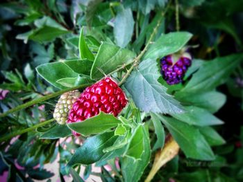 Close-up of strawberry growing on plant