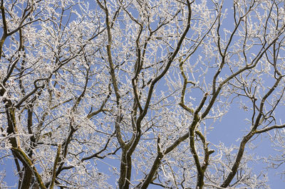 Low angle view of bare trees against blue sky