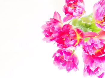 Close-up of pink flowers