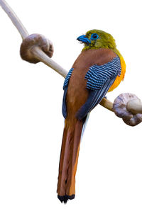 Low angle view of bird perching on branch