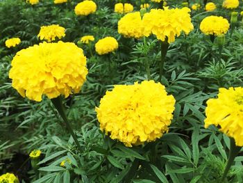 Close-up of yellow flowers blooming outdoors