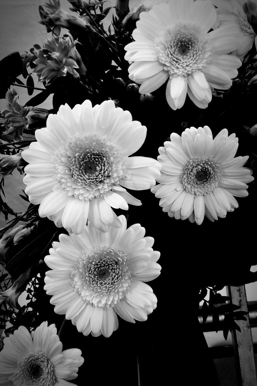 flower, freshness, petal, flower head, fragility, beauty in nature, close-up, growth, daisy, nature, pollen, in bloom, springtime, blossom, day, full frame, botany, bloom, no people, blooming, daisies, gerbera daisy