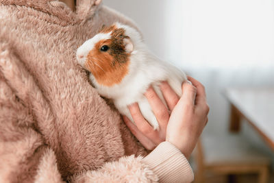 The guinea pig in the girl's arms