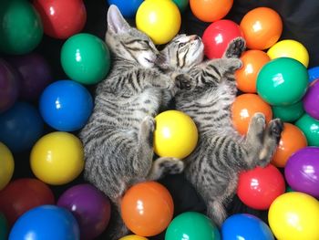 Close-up of multi colored balls 